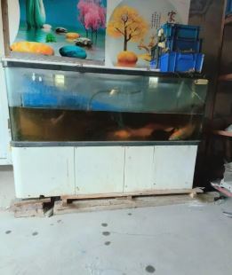 鱼缸，锦鲤出售